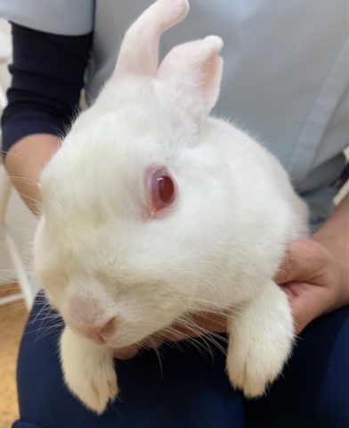 98 ミニうさぎ メス 各務原市の各務原動物病院